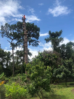 Tree Removals in South Tampa - Arbor Bay Tree Service has certified tree climbers trained in ANSI A300 and ANSI Z133 standards for proper climbing, rigging, and equipment operation. All workers are full-time employees covered under General Liability and Workman's Comp. Florida is an unregulated state for tree workers! Don't fall for the "landscaper insurance" and don't fall for the stock photo websites. If you want a real arborist to help with a required tree removal, call the professionals at Arbor Bay Tree Service. Quality work done by trained professionals with proper insurance; why settle for less?