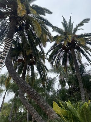 Pineapple palms - These palms were done by a professional arborist giving it its iconic look known as the pineapple palm