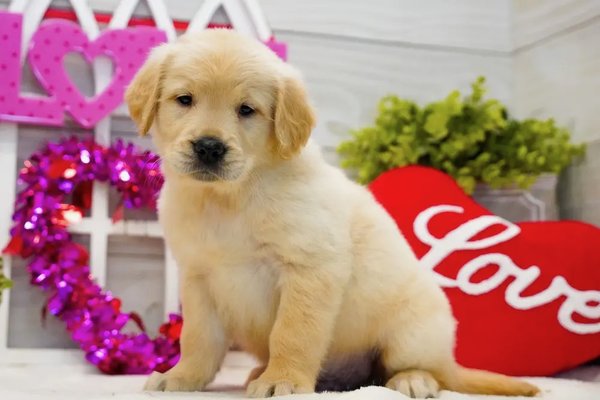 Miles the adorable Golden Retriever puppy - Sweet, handsome, and ready for his next adventure - Miles has his bags packed and is old enough to meet his new family. To learn more about this lovable boy, visit puppysrus.com 🤎. Miles the adorable Golden Retriever puppy - Sweet, handsome, and ready for his next adventure - Miles has his bags packed and is old enough to meet his new family. To learn more about this lovable boy, visit puppysrus.com 🤎.