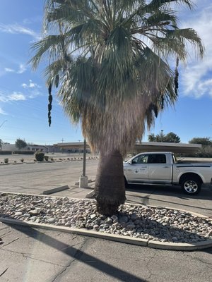 PNC BANK WASP NEST IN PALMS AROUND THE BANK STINGING CUSTOMERS - PNC BANK HAS 6 PALM TREES. THEY HAD NOT BEEN TRIMMED IN YEARS AND HAD WASP NEST. Customers were complaining about getting stung. THATS WHEN I CAME AND REMOVED THE WASP THEN TRIMMED Several years of growth. PNC BANK WASP NEST IN PALMS AROUND THE BANK STINGING CUSTOMERS - PNC BANK HAS 6 PALM TREES. THEY HAD NOT BEEN TRIMMED IN YEARS AND HAD WASP NEST. Customers were complaining about getting stung. THATS WHEN I CAME AND REMOVED THE WASP THEN TRIMMED Several years of growth.