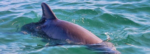 ECO TOURS - ECO TOURS Call or Text 13055043083 to schedule or visit our website here: https://www.keywest-tikitours.com/booking-calendar/eco-tour?referral=service_list_widget ECO TOURS - ECO TOURS Call or Text 13055043083 to schedule or visit our website here: https://www.keywest-tikitours.com/booking-calendar/eco-tour?referral=service_list_widget