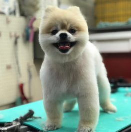 Grooming - Happy clients! Grooming - Happy clients!