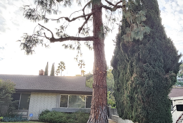 Residential Services - We are a family owned and operated tree service business with 30+ years of experience. We are licensed and bonded. We specialize in tree trimming, removal, and maintenance, providing quality services to enhance the safety and appearance of residential and commercial properties. We also provide maintenance for fire mitigation, which includes slopeside cleanups. We pride ourselves in great service, affordable prices and professionalism. Call us today for a free estimate! Residential Services - We are a family owned and operated tree service business with 30+ years of experience. We are licensed and bonded. We specialize in tree trimming, removal, and maintenance, providing quality services to enhance the safety and appearance of residential and commercial properties. We also provide maintenance for fire mitigation, which includes slopeside cleanups. We pride ourselves in great service, affordable prices and professionalism. Call us today for a free estimate!