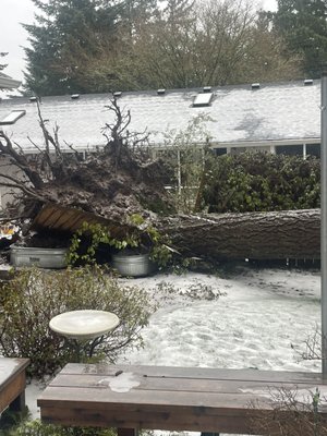 Emergency Project: Douglas Fir Storm-Damaged Removal from Home - Storm caused a giant Douglas Fir to fall on a house, prompting emergency removal.