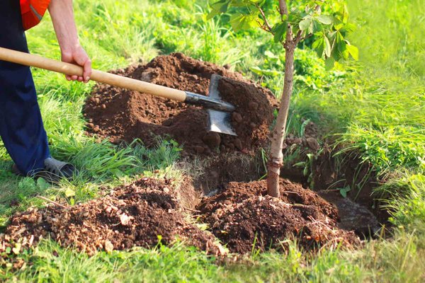 Tree planting - We service residential, park districts, villages, HOA, commercial, Indstitutes, government agencies. Have grown to providing complete hardscape and Landscape installations.