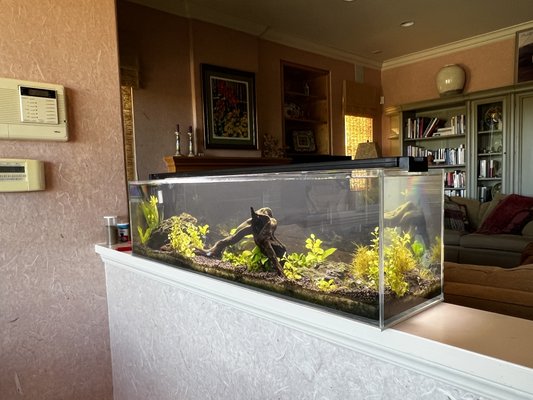 15 Gallon Long planted aquarium - The owner of this aquarium needed someone knowledgable and experienced to service his room divider style aquarium. Calling Peninsula Aqua Care was the best choice they made! This aquarium is now in excellent hands and will be cared for its lifetime.
