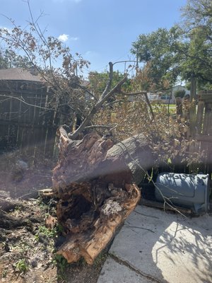 Large oak that fell on our customers restaurant - We were called out by a good customer of ours when a large oak split in the storm and landed on his establishment. We came the next day gave him a quote we both agreed on and had got it on the ground cut up and loaded on the trailer in one day. The customer was happy with the price and quickness of everything. Large oak that fell on our customers restaurant - We were called out by a good customer of ours when a large oak split in the storm and landed on his establishment. We came the next day gave him a quote we both agreed on and had got it on the ground cut up and loaded on the trailer in one day. The customer was happy with the price and quickness of everything.