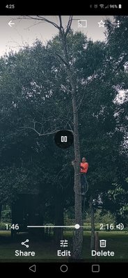 removal of a dead tree - this is the removal of a dead tree