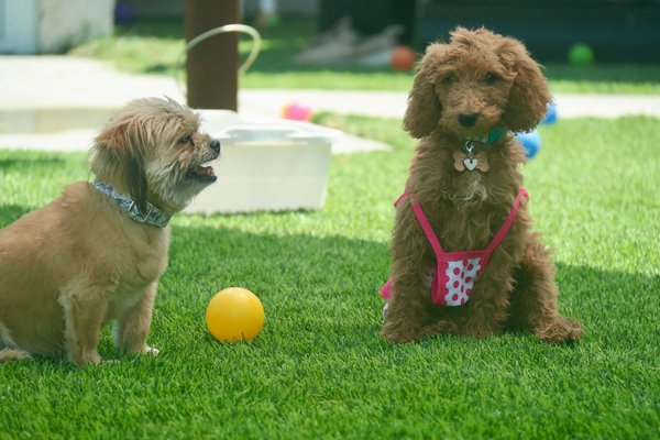 Splish Splash...It's a doggy bash! - Our Summer Splash Party is just around the corner! We are so excited to welcome your pups for a fun-filled day of water play, frozen treats, bubbles, games, and lots of happy tails. This is a special event we host to give your dogs a safe, joyful space to cool off, socialize, and enjoy the summer.
If your pup has a fun summer outfit or bikini, feel free to send it along! We love seeing them all dressed up for the occasion.
As always, Jean’s Ruff Ruff Retreat is completely kennel-free and crate-free, so your dog can enjoy the day feeling relaxed, loved, and right at home.
Spots are limited, so be sure to RSVP soon. We can’t wait to see your pups at the party
Jean Jenny @ (302)345-8070 Splish Splash...It's a doggy bash! - Our Summer Splash Party is just around the corner! We are so excited to welcome your pups for a fun-filled day of water play, frozen treats, bubbles, games, and lots of happy tails. This is a special event we host to give your dogs a safe, joyful space to cool off, socialize, and enjoy the summer.
If your pup has a fun summer outfit or bikini, feel free to send it along! We love seeing them all dressed up for the occasion.
As always, Jean’s Ruff Ruff Retreat is completely kennel-free and crate-free, so your dog can enjoy the day feeling relaxed, loved, and right at home.
Spots are limited, so be sure to RSVP soon. We can’t wait to see your pups at the party
Jean Jenny @ (302)345-8070