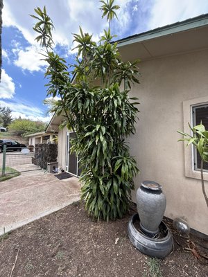 Lawn & Landscape Clean up! - This Maui property needed a complete yard cleanup, including the removal of overgrown plants, trees, and shrubs surrounding the home. Our A+ Service Hawaii team handled all green waste hauling, debris removal, and lawn cleanup with efficiency and care. Using our professional landscaping equipment and teamwork, we transformed the space into a clean, well-maintained yard ready for future lawn care and maintenance. 🌿✨ Lawn & Landscape Clean up! - This Maui property needed a complete yard cleanup, including the removal of overgrown plants, trees, and shrubs surrounding the home. Our A+ Service Hawaii team handled all green waste hauling, debris removal, and lawn cleanup with efficiency and care. Using our professional landscaping equipment and teamwork, we transformed the space into a clean, well-maintained yard ready for future lawn care and maintenance. 🌿✨