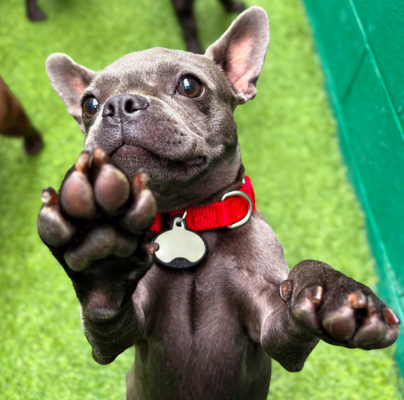 Daycare & Boarding - DDL is staffed around the clock to ensure that your dog is always well-attended. Follow along on Instagram for our daily woofs and wags! @downdoglodge Daycare & Boarding - DDL is staffed around the clock to ensure that your dog is always well-attended. Follow along on Instagram for our daily woofs and wags! @downdoglodge