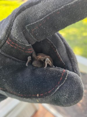 Bat Exclusion - Bats are protected, only a licensed expert should handle, remove, or exclused bats. Make sure you hire the right company for the job! Mid-Florida Wildlife is licensed and insured. Bat Exclusion - Bats are protected, only a licensed expert should handle, remove, or exclused bats. Make sure you hire the right company for the job! Mid-Florida Wildlife is licensed and insured.