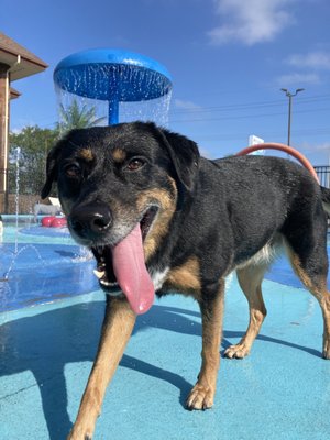 Dog Daycare - Pet Daycare Dog Daycare - Pet Daycare