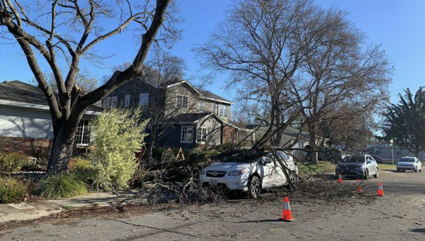 Weather/Storm Damages - We offer fast, reliable service for weather or storm-damaged trees, focusing on your safety and property protection. Our skilled team quickly assesses and removes hazardous branches or fallen trees to restore your landscape. Weather/Storm Damages - We offer fast, reliable service for weather or storm-damaged trees, focusing on your safety and property protection. Our skilled team quickly assesses and removes hazardous branches or fallen trees to restore your landscape.