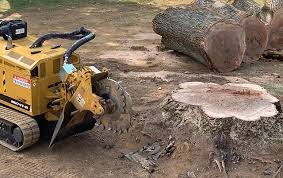 Stump Removal - Mr. Stump has been grinding stumps for nearly two decades.
"Stumps are all we do."
I'm stumped! Why not call us? Life is a grind.
We will get to the root of your problem. Stump Removal - Mr. Stump has been grinding stumps for nearly two decades.
"Stumps are all we do."
I'm stumped! Why not call us? Life is a grind.
We will get to the root of your problem.