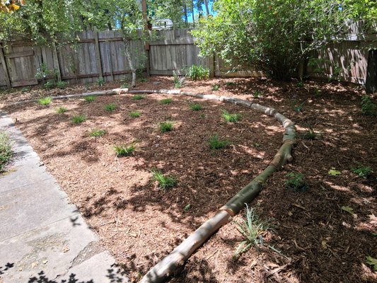 Native Meadow Garden Design & Install - The client was inspired to restore her landscape by removing invasive plants and replacing them with an elegant, ecologically beneficial native garden. Although she wasn’t fully certain of her long-term vision for the space, she knew she wanted a natural, beautiful, and low-maintenance design that would enhance the property and support local wild life.

To help guide her, Kevin’s Native Landscaping recommended creating a native meadow garden - a design that blends open, flowing plant structure with seasonal color and movement. We created and presented a custom concept drawing to help her visualize the transformation and confidently move forward with the project.

The resulting plan emphasizes:
- Invasive plant suppression
- Native species restoration
- Low-water, low-maintenance plant choices
- A natural meadow aesthetic that feels open, airy, and elegant

This meadow-style approach will mature into a dynamic, soft, and welcoming landscape that enhances ecological value while aligning with the client’s desire for beauty and simplicity.