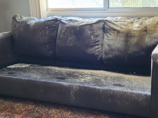 Upholstery - Couch steam cleaning with serious pet issues. Upholstery - Couch steam cleaning with serious pet issues.