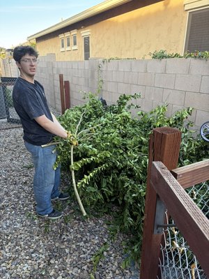 Yard Clippings Removal Orange Tree - Customer needed orange tree branches removed! $150 for the job! Best prices in town.