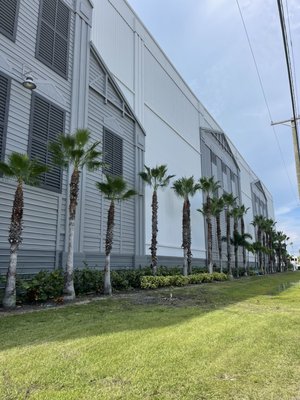 Palm tree trimming - We do all varieties of palm trees, we generally either do a “resort style” or “hurricane style” cut. Palm tree trimming - We do all varieties of palm trees, we generally either do a “resort style” or “hurricane style” cut.