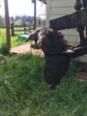 Rodent Extermination - Hello and welcome to Mole Trappers PDX! We are locally and family owned and operate in the greater Portland Metro area and Southern Washington. We are in our 10th year of business and have earned the highest rating in the Portland/Vancouver area for mole and gopher trapping, specializing in both commercial and residential properties of any size. We also specialize in trapping Rats, Mice and Voles! Rodent Extermination - Hello and welcome to Mole Trappers PDX! We are locally and family owned and operate in the greater Portland Metro area and Southern Washington. We are in our 10th year of business and have earned the highest rating in the Portland/Vancouver area for mole and gopher trapping, specializing in both commercial and residential properties of any size. We also specialize in trapping Rats, Mice and Voles!