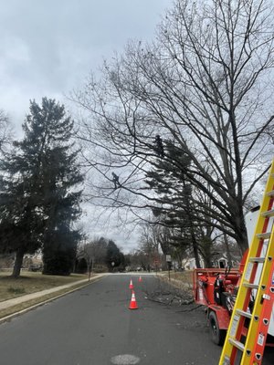 Health and Safety Pruning - Having an A Team makes all the difference. I want to thank my crew and especially the two climbers who braved the cold to prune this Oak tree in Rydal, Pa. We were able to remove all the dead, dying, diseased, detached and disfigured branches, directionally prune it away from the house, elevated it over the road and as always did an inspection for health and safety. Great job guys! Health and Safety Pruning - Having an A Team makes all the difference. I want to thank my crew and especially the two climbers who braved the cold to prune this Oak tree in Rydal, Pa. We were able to remove all the dead, dying, diseased, detached and disfigured branches, directionally prune it away from the house, elevated it over the road and as always did an inspection for health and safety. Great job guys!
