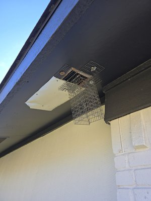 Rodent/Wildlife One‑Way Door - Lion’s Den installs humane one‑way doors that allow rodents or wildlife to safely exit your home without re‑entry. Once the animals are out, our team returns to remove the door and seal the entry point, restoring your property to a secure, pest‑free state. 🦁 It’s a smart, specialty solution that protects your home and keeps the Den strong. See something? Call us. Rodent/Wildlife One‑Way Door - Lion’s Den installs humane one‑way doors that allow rodents or wildlife to safely exit your home without re‑entry. Once the animals are out, our team returns to remove the door and seal the entry point, restoring your property to a secure, pest‑free state. 🦁 It’s a smart, specialty solution that protects your home and keeps the Den strong. See something? Call us.