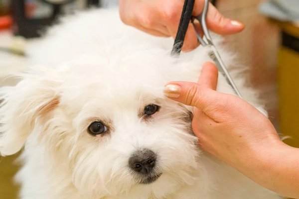 Before & After In Store Dog Grooming - Grooming at The Dog Haus
Early detection of fleas, skin irritations and ear infections can help maintain clean and healthy coats, skin, nails and ears. Our Groomers take pride in their work and your pet will receive their full attention and knowledge.
Walk-ins Welcome! Before & After In Store Dog Grooming - Grooming at The Dog Haus
Early detection of fleas, skin irritations and ear infections can help maintain clean and healthy coats, skin, nails and ears. Our Groomers take pride in their work and your pet will receive their full attention and knowledge.
Walk-ins Welcome!