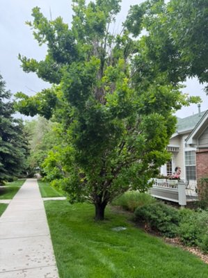 Cabling and reduction on a Columnar Oak - Cabling and reduction on a columnar oak in Lakewood before and after pic 2025 Cabling and reduction on a Columnar Oak - Cabling and reduction on a columnar oak in Lakewood before and after pic 2025