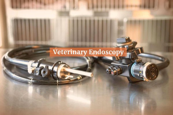 Urgent Endoscopy Capability for Your Pets - At Urgent Pet Care, we’re committed to providing fast, advanced diagnostics when your pet needs help the most. We’re proud to offer urgent endoscopic evaluation, giving our medical team the ability to look inside your pet’s gastrointestinal tract without the need for invasive surgery.

🔍 What Is an Endoscope?
An endoscope is a long, flexible tube equipped with a tiny camera and light at the tip. It allows veterinarians to visually examine internal structures—most commonly the esophagus, stomach, and upper intestines—in real time.

🐶🐱 What Is Endoscopy Used For?
Endoscopy is a minimally invasive tool that can help with:
• 	Investigating vomiting, diarrhea, or weight loss due to possible foreign material or lodged objects
• 	Retrieving swallowed objects
• 	Evaluating abnormalities

This technology helps us make quicker retrieval of foreign material often avoiding the need for exploratory surgery.