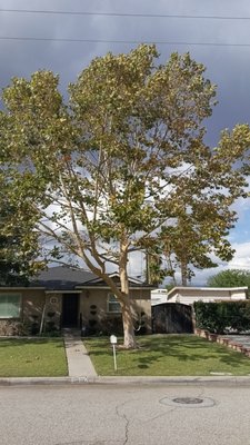 Sycamore Tree pruning - Sycamore, Tree pruning. Sycamore Tree pruning - Sycamore, Tree pruning.