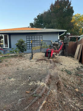 Stump Removal - Stump Removal Experts of Jackson & Josephine County

At Three Brothers Tree & Property Services, we provide professional stump grinding solutions to residential and commercial clients throughout Jackson and Josephine Counties, Oregon. After a tree removal, unsightly stumps can pose safety hazards, attract pests, and diminish your property's aesthetics. Our highly skilled team uses specialized stump grinding equipment to safely and efficiently remove stumps of any size, restoring your landscape’s beauty and usability. Whether you're preparing your yard for new landscaping or simply want to eliminate potential tripping hazards, our stump grinding service ensures fast, thorough, and eco-friendly results.

With years of experience serving the communities of Jackson and Josephine Counties, we pride ourselves on delivering high-quality workmanship and exceptional customer service. Our team will assess your specific needs, carefully grind the stump and its root system, and leave your property clean and ready for future planting or landscaping projects. At Three Brothers Tree & Property Services, your satisfaction is our top priority, and we are committed to providing reliable, affordable, and efficient stump removal solutions tailored to your property's unique requirements. Contact us today to schedule your stump grinding service!