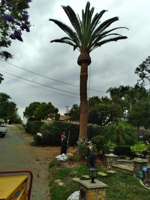 Palm Trees - Our certified crew takes great pride in our workmanship on every project! Palm Trees - Our certified crew takes great pride in our workmanship on every project!