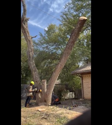 large tree removal spanning over entire backyard and house - the old tree was hanging over the house that was built around it 70 years ago. it had continued to be in Decline for the last decade and was consistently dropping large limbs onto the roof. decision was made after inspection and multiple dead pockets were discovered in the upper canopy,  to climb and rig this three main leader tree down.