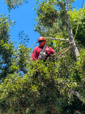 🌟 Meet The Vista Del Rey Tree Service Team - Call to schedule your free estimate today, (760) 415-5417 🌟 Meet The Vista Del Rey Tree Service Team - Call to schedule your free estimate today, (760) 415-5417