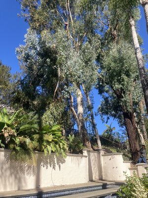 Eucalyptus - Our Client wanted these eucalyptus topped off 8-10ft all around. All debri was hauled away to the Chipper & into the truck. Like always our client was very satisfied.