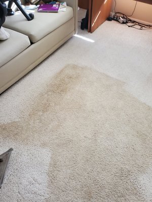 carpet cleaning stain removal - stain removal carpet cleaning stain removal - stain removal