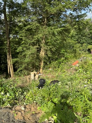 Georgian Bay Area - Tree removal and excavation Georgian Bay Area - Tree removal and excavation
