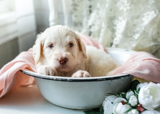 Sage x Henry Rocket - Beautiful Labradoodle Litter. Sage is and F1 Labradoodle and Henry Rocket is a Standard Poodle. This litter has been amazing! Sweet, smart, and easy to train. We couldn't be more proud.