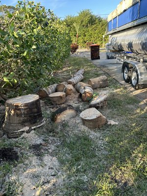 Palm Tree Removal and Trimming - At real verde landscaping we enjoy the results of our work. We removed a dead palm tree and trimmed a good amount of robellini palm trees, yes the ones with all the thorns on them which most home owners hate to trim on their own. Don’t get spiked by the thorns and give the pros a call. Palm Tree Removal and Trimming - At real verde landscaping we enjoy the results of our work. We removed a dead palm tree and trimmed a good amount of robellini palm trees, yes the ones with all the thorns on them which most home owners hate to trim on their own. Don’t get spiked by the thorns and give the pros a call.