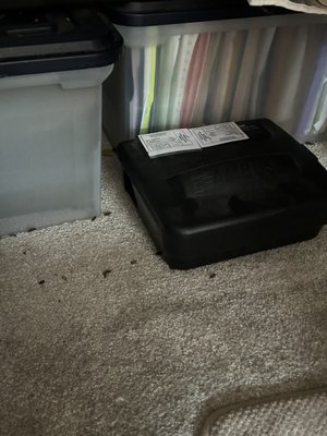 RODENT CONTROL - Customer had rodent activity in attic.