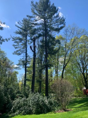 Tree Removal - I thank the client for trusting our work team and completing the project with satisfaction. Tree Removal - I thank the client for trusting our work team and completing the project with satisfaction.