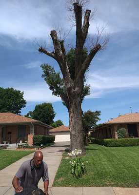 Tree Services - Most of the time, trees are removed because they pose an immediate risk to the structures around them, or they are diseased and dying. Whether you notice a tall tree leaning close to neighboring power lines, or you’re worried about tree health, it might be time to bring in the experts from Mitchells Lawn Care Tree Service LLC.
Our certified arborists work quickly and efficiently to extract the tree from your property so that you can have a fresh start. We streamline the process so that you can sit back and enjoy your landscape without worrying about the surrounding foliage. Tree Services - Most of the time, trees are removed because they pose an immediate risk to the structures around them, or they are diseased and dying. Whether you notice a tall tree leaning close to neighboring power lines, or you’re worried about tree health, it might be time to bring in the experts from Mitchells Lawn Care Tree Service LLC.
Our certified arborists work quickly and efficiently to extract the tree from your property so that you can have a fresh start. We streamline the process so that you can sit back and enjoy your landscape without worrying about the surrounding foliage.