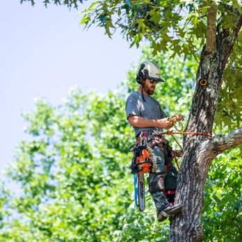 Tree Removal - Tree removal is the safe and efficient process of cutting down and taking away unwanted, dead, diseased, or hazardous trees from your property. Whether a tree is threatening your home, interfering with landscaping, or damaged beyond saving, our expert team uses specialized equipment and careful techniques to take it down with minimal impact to your yard. We handle everything from obtaining permits (if required) to thorough debris clean-up, ensuring your property is left safe and tidy. Tree Removal - Tree removal is the safe and efficient process of cutting down and taking away unwanted, dead, diseased, or hazardous trees from your property. Whether a tree is threatening your home, interfering with landscaping, or damaged beyond saving, our expert team uses specialized equipment and careful techniques to take it down with minimal impact to your yard. We handle everything from obtaining permits (if required) to thorough debris clean-up, ensuring your property is left safe and tidy.