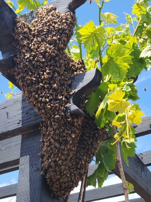 Honey Bee Removal - Check out some of the bee removal projects we've worked on! These honey bees were plaguing the homeowner's walls but we took care of them! Honey Bee Removal - Check out some of the bee removal projects we've worked on! These honey bees were plaguing the homeowner's walls but we took care of them!