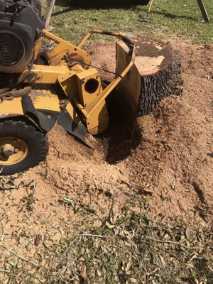 Stump Grinding - Give us a call today..... Stump Grinding - Give us a call today.....
