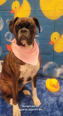Cute Pet Styles - just some cute dog grooms Cute Pet Styles - just some cute dog grooms