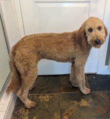 Pet Grooming - A collection of grooming appointments I've done in the past with some before and after photos for reference. I love cleaning and trimming pets to make them look and feel their best. The best part is that it's one-on-one full hands-on attention in the comfort of your home! No cages, no noose, no waiting around! Pet Grooming - A collection of grooming appointments I've done in the past with some before and after photos for reference. I love cleaning and trimming pets to make them look and feel their best. The best part is that it's one-on-one full hands-on attention in the comfort of your home! No cages, no noose, no waiting around!