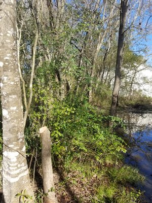 Jane & Scott's Layman in Santa Fe,Tx. - Cleared 300ft of trees and bushes to install farm fence with 12.5 gauge wire in Santa Fe. Jane & Scott's Layman in Santa Fe,Tx. - Cleared 300ft of trees and bushes to install farm fence with 12.5 gauge wire in Santa Fe.
