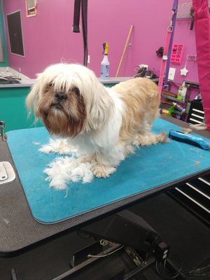 Doggie Re-Do - Overdue for a new Do? Doggie Re-Do - Overdue for a new Do?
