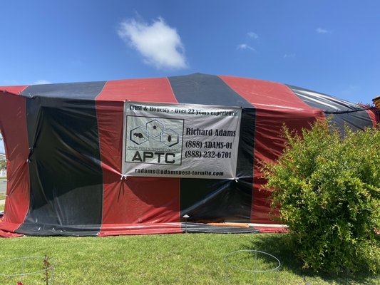 Termite fumigation - Fumigate home to eliminate Drywood Termites before they can do harm!! Termite fumigation - Fumigate home to eliminate Drywood Termites before they can do harm!!